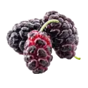Mulberry