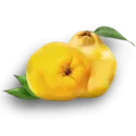 Quince