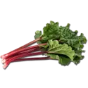 Garden rhubarb