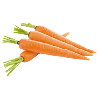 Carrot