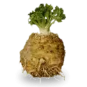 Celeriac