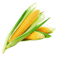 Corn raw