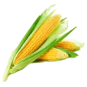 Corn raw