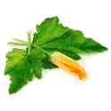 Pumpkin leaves