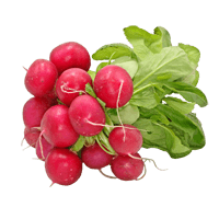 Radish