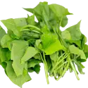 Sweet potato leaves