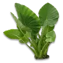 Taro leaves