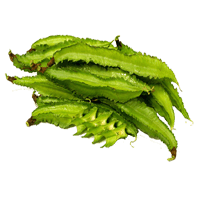 Winged bean