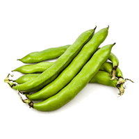 Broad bean raw