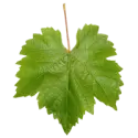 Grape leaves