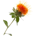 Safflower