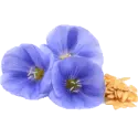 Flax seeds