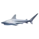 Shark raw