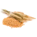 Wheat