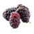 Mulberry